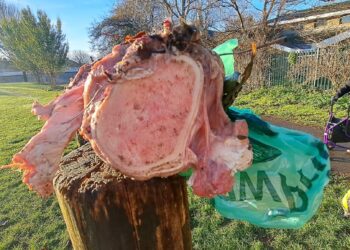 Council investigating rotting meat chunks found in park