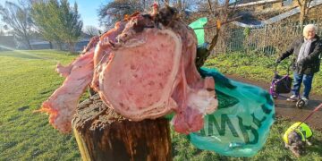 Council investigating rotting meat chunks found in park