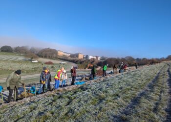 Tree planting in Woodingdean helps restore disease-hit habitats