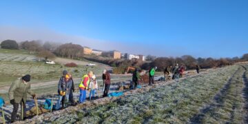 Tree planting in Woodingdean helps restore disease-hit habitats