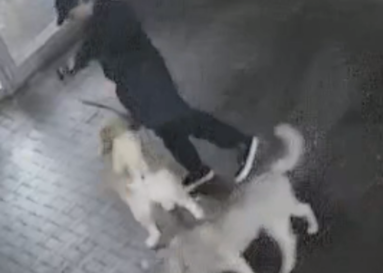 Woman injured in dog attack at Brighton swimming pool