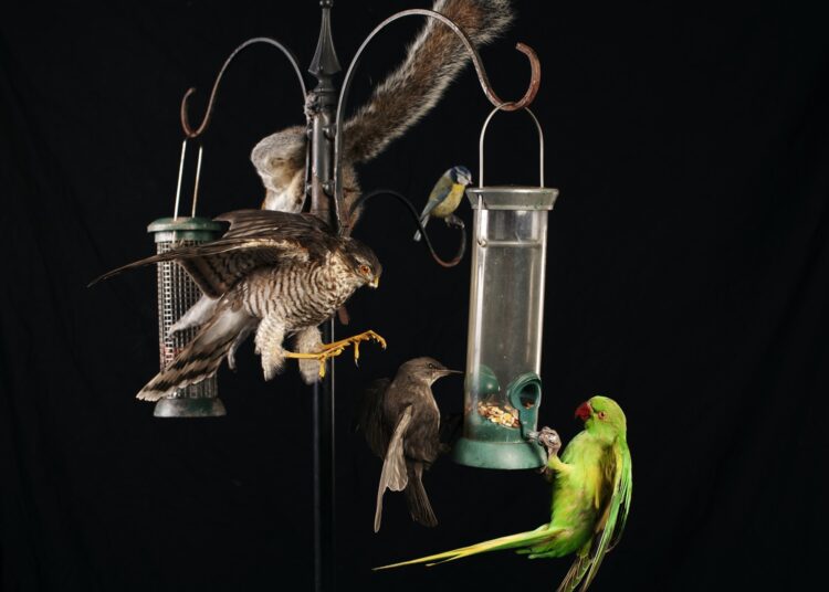 Booth Museum to unveil first new display in 92 years