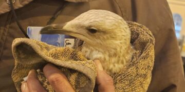 Trespassing bird brings Brighton trains to a standstill