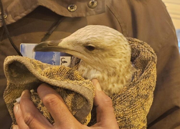 Trespassing bird brings Brighton trains to a standstill