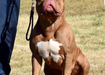 XL Bullies to be put down after ‘destroying’ poodle