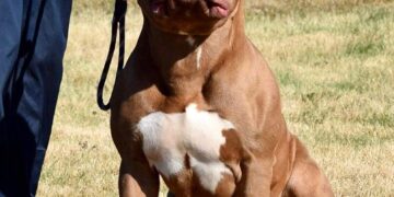 XL Bullies to be put down after ‘destroying’ poodle