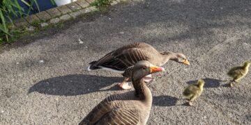 Pond goslings rescued from killer swans and gulls