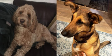 Park searched for poison after two dogs die