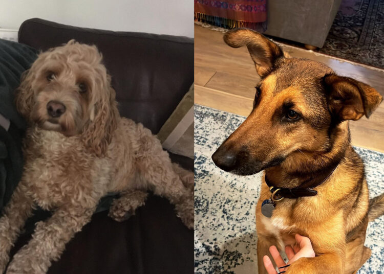 Park searched for poison after two dogs die