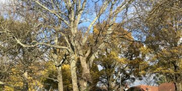 Rare chance to hear about elms – and other trees – from experts