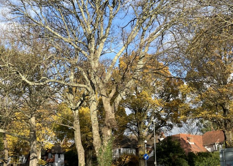 Rare chance to hear about elms – and other trees – from experts