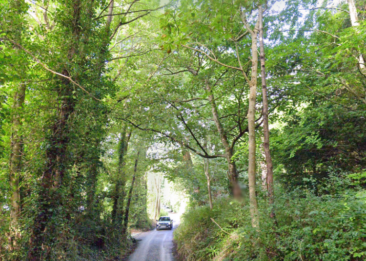 Dozens of trees to be felled near park after elm disease found