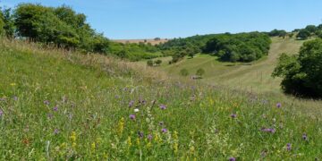 Golf courses go green to try to tee up biodiversity