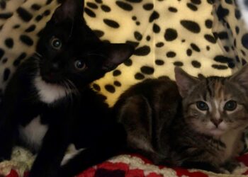 Kittens dumped in Portslade park