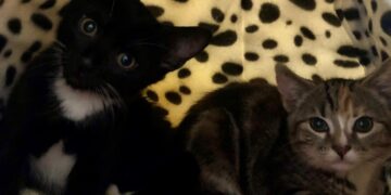 Kittens dumped in Portslade park