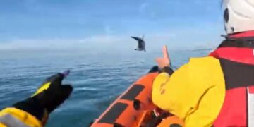 Pod of dolphins caught on camera off Brighton by lifeboat crew