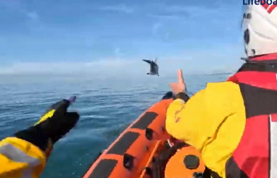 Pod of dolphins caught on camera off Brighton by lifeboat crew