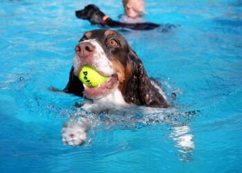 In pictures: Dogtember at Saltdean Lido