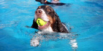 In pictures: Dogtember at Saltdean Lido
