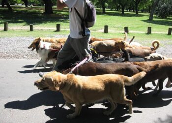 Dog walkers may be called to heel