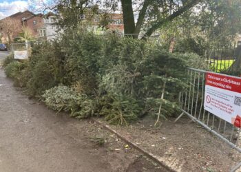 Don’t leave your Christmas trees here, council pleads