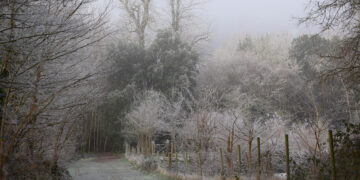 Check on elderly neighbours during cold snap, council urges