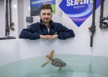 New rehab centre for washed up turtles opens in Brighton