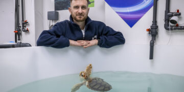 New rehab centre for washed up turtles opens in Brighton