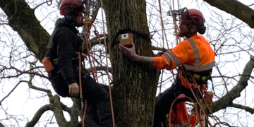 Nesting boxes put in park to attract woodpeckers and tits