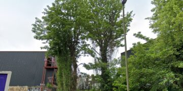Landowner fined £4k over loss of two trees