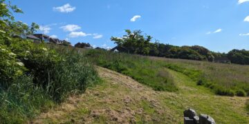 Wilderness group plans new wildflower meadow