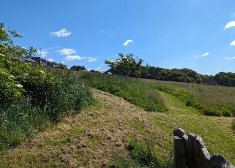 Wilderness group plans new wildflower meadow