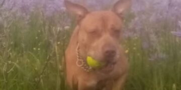 Dog could be destroyed after attacking passer-by