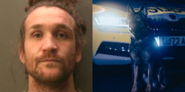 Man jailed for kicking police dog in the head