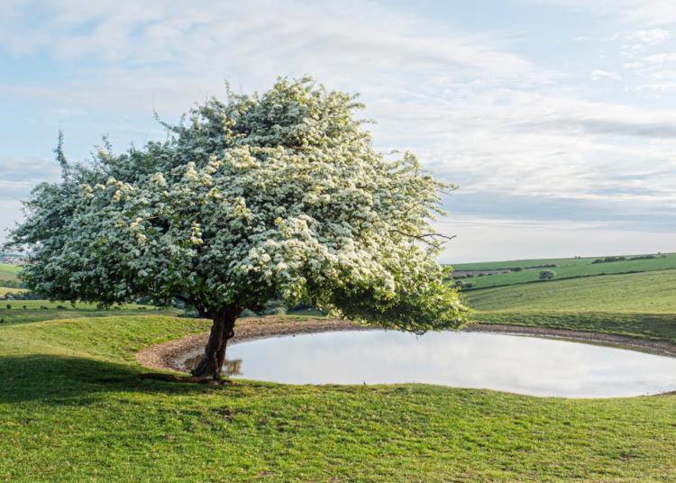 Winners of the Tree Festival Photographic Competition go on show in Brighton