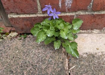 More residents say weeds in their roads are being treated despite opting out