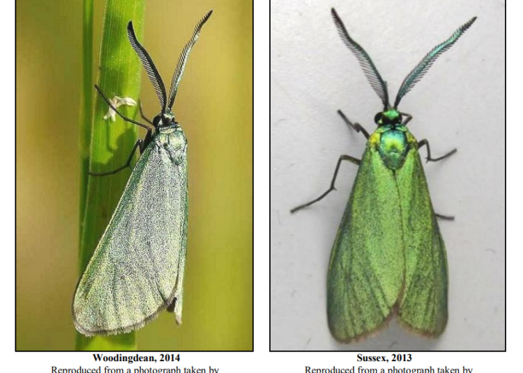 Rare moth sighted at Hove nature reserve