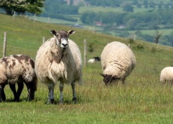 Two men face court charged with killing a sheep