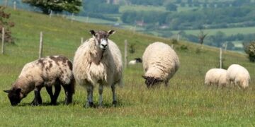 Two men face court charged with killing a sheep
