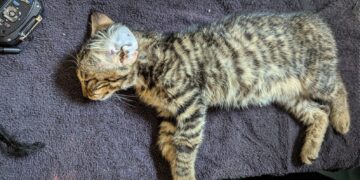 Kitten killer banned from keeping animals for a decade