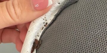 Residents plagued by council block bed bugs complain of two-tier help