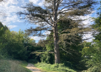 300-year-old trees to be cut back at Stanmer