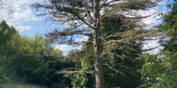 300-year-old trees to be cut back at Stanmer