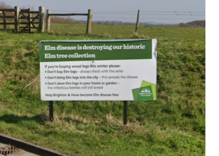 Tell people why trees are being felled, councillor urges