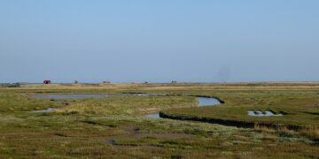 Traveller fined for hunting with dogs