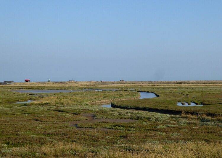 Traveller fined for hunting with dogs