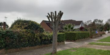 Council investigates after tree ‘vandalised’