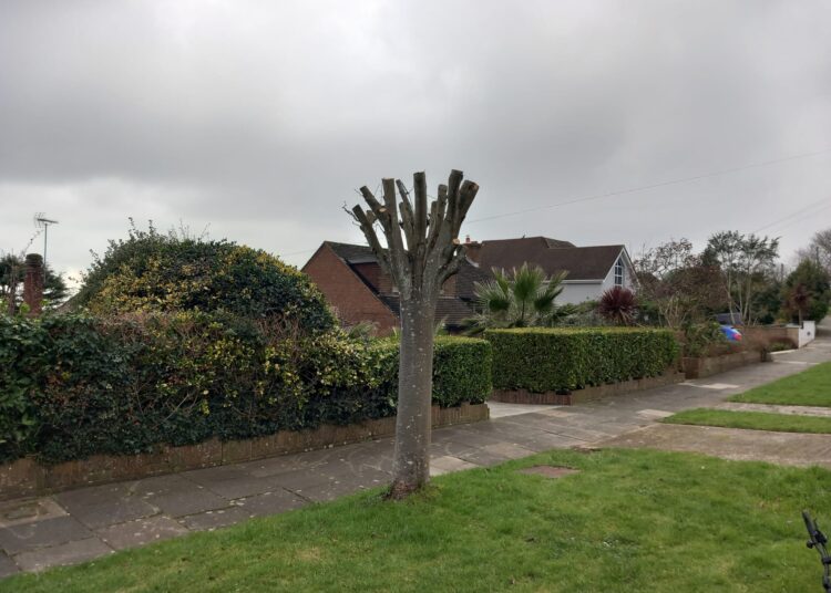 Council investigates after tree ‘vandalised’