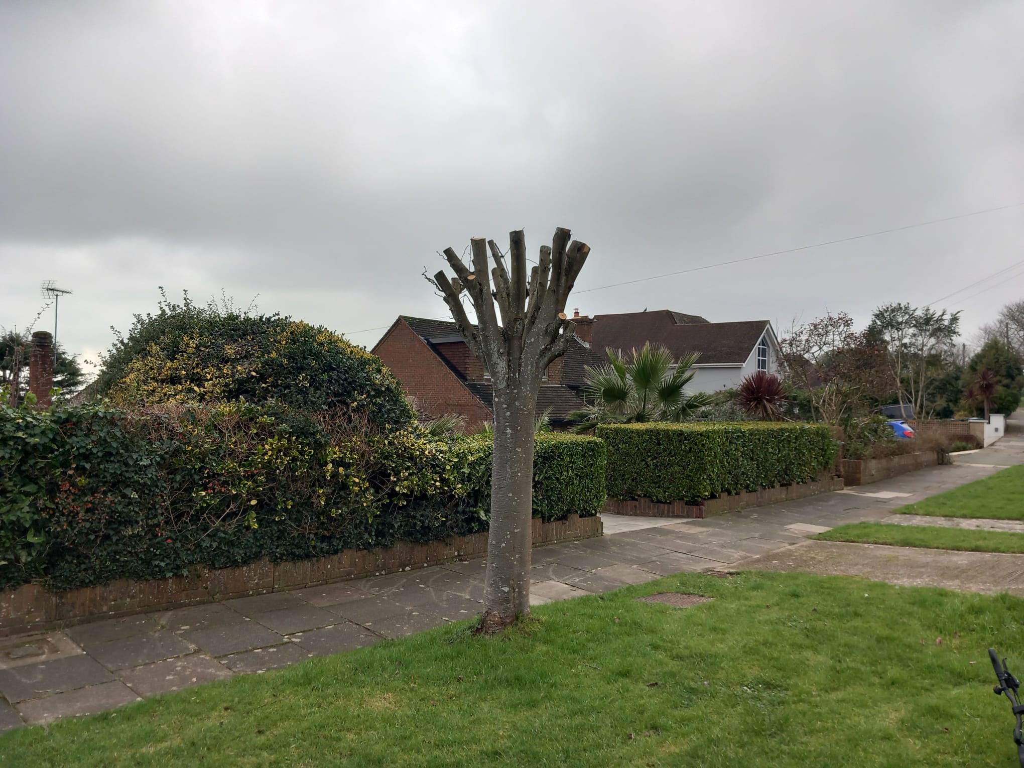 Council investigates after tree &lsquo;vandalised&rsquo;