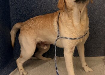 Can you help identify dog found on beach at water’s edge